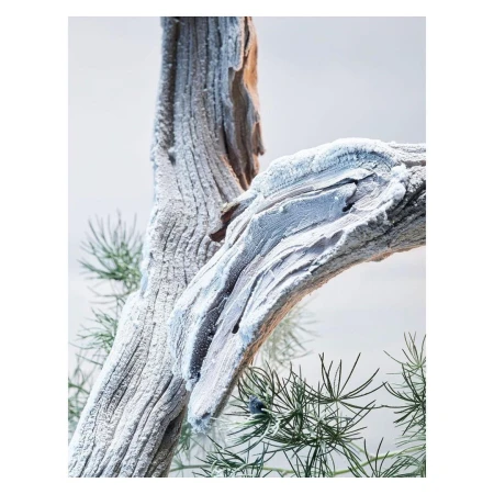 Close-up of driftwood branches partially covered in white material, interspersed with green needle foliage against a neutral background.
