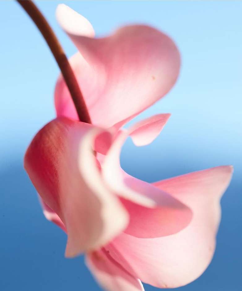 Close-up of a pink cyclamen flower with a brown stem against a blurred blue background. Soft, diffused lighting enhances its delicate petals.
