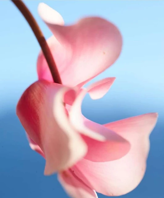 Close-up of a pink cyclamen flower with a brown stem against a blurred blue background. Soft, diffused lighting enhances its delicate petals.
