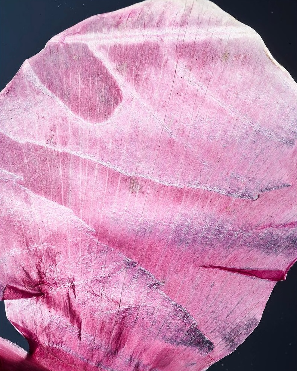 Close-up of a translucent pink petal against a dark background showcasing its delicate texture and natural patterns.