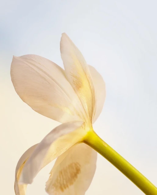 Close-up of a single pale tulip flower with a green stem against a soft, diffused background with natural light highlighting its form.
