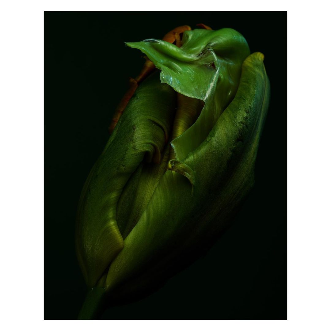 Close-up studio shot of a partially open tulip bud with shades of green and yellow, set against a dark background with subtle light.