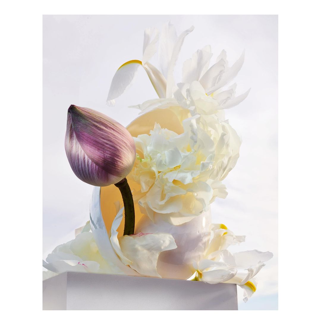 Still life of an unopened lotus flower alongside white peonies and irises in a soft, diffused light setting, presented on a white cube.