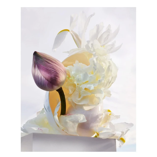 Still life of an unopened lotus flower alongside white peonies and irises in a soft, diffused light setting, presented on a white cube.