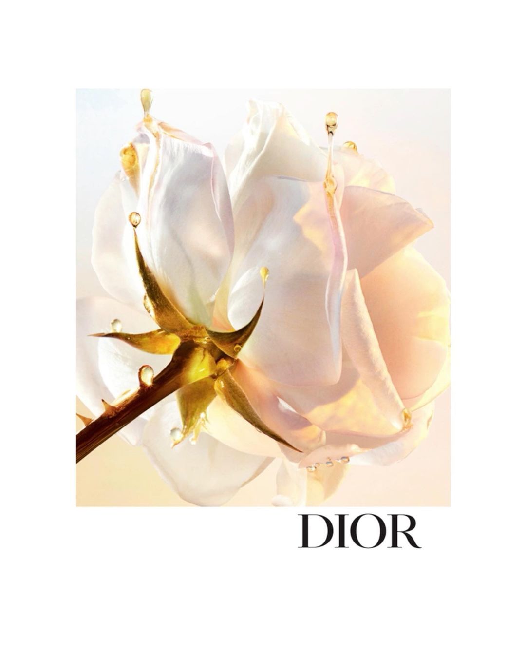 Close-up of a white rose with water droplets and gold accents on a white background. Floral beauty shot with Dior logo.