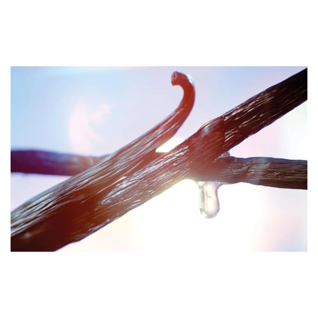 Macro shot of two vanilla beans with a drop of clear liquid hanging from one, set against a bright, soft blue and white background.
