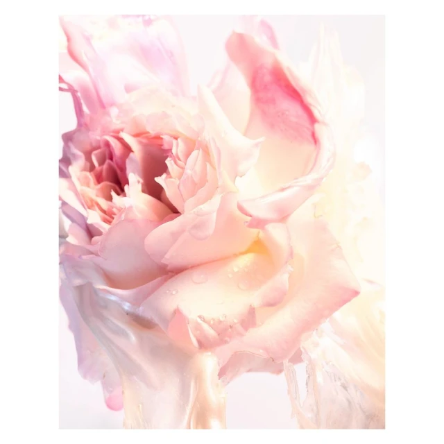 Close-up photo of a blooming pink rose with water droplets on its petals against a bright background, showcasing delicate floral details.