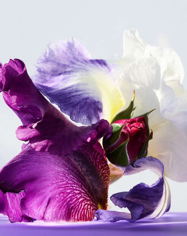 Close-up of purple and white iris blossoms with a closed rosebud, captured in a studio setting against a bright white backdrop.