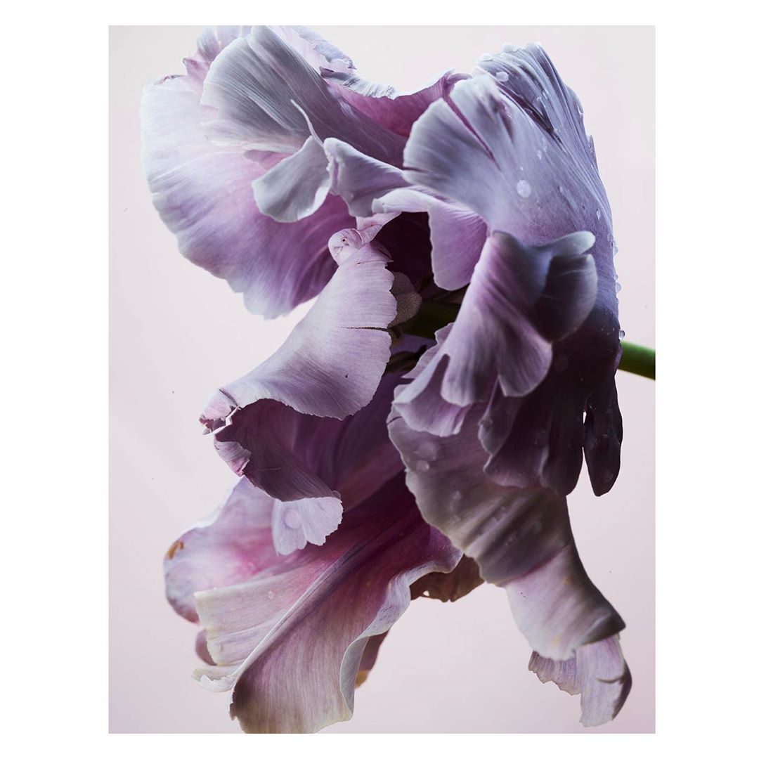 Close-up photo of a single, ruffled purple and white tulip with a green stem, against a soft pink gradient background.