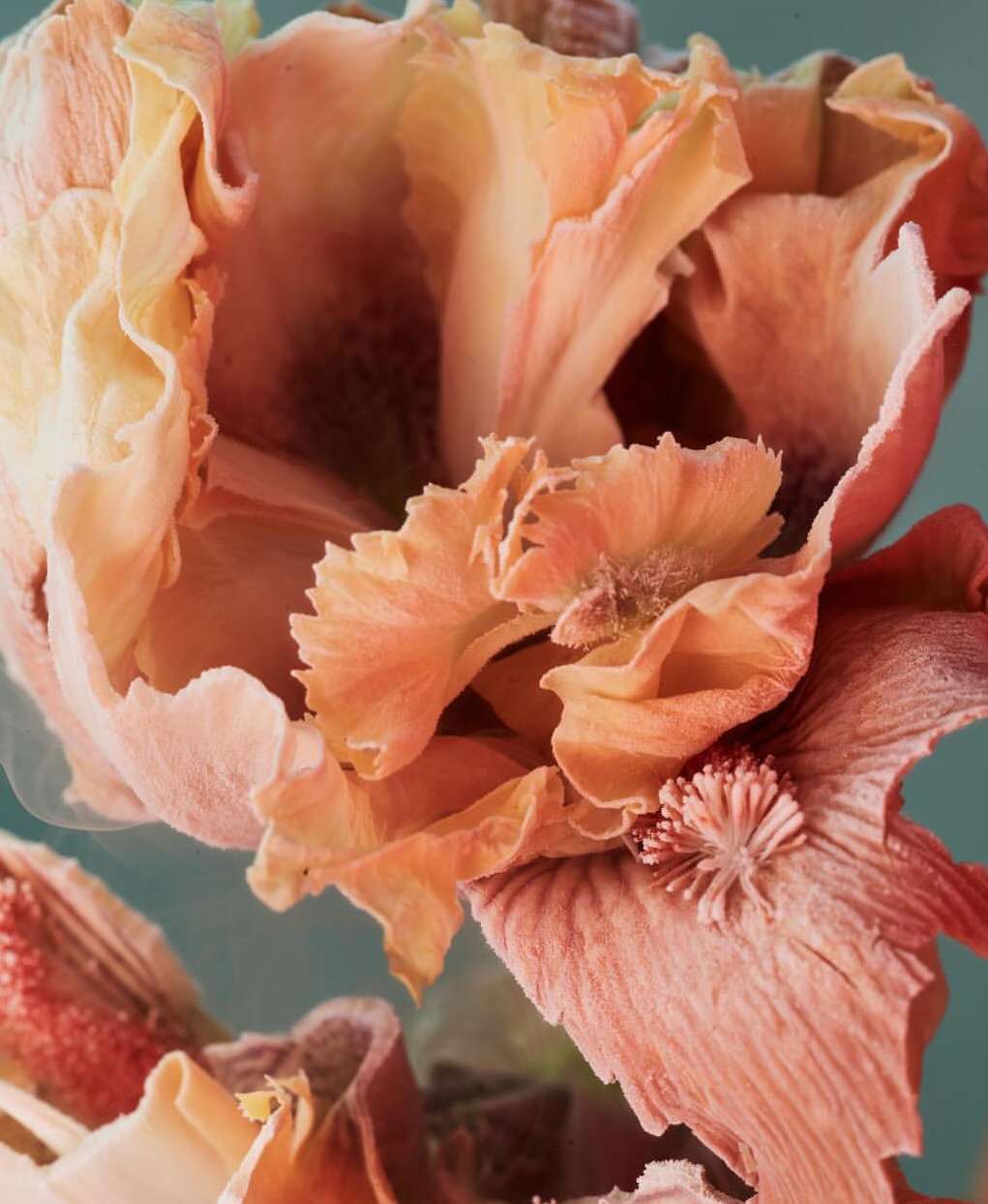 Floral close-up: Abstract botanical image showcasing large, soft peach-colored flower petals and interesting textures against a teal background.