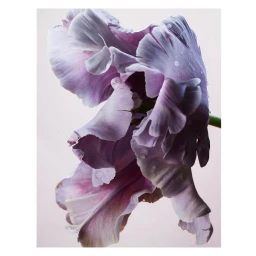 Close-up of a ruffled purple and white parrot tulip with water droplets against a pale background