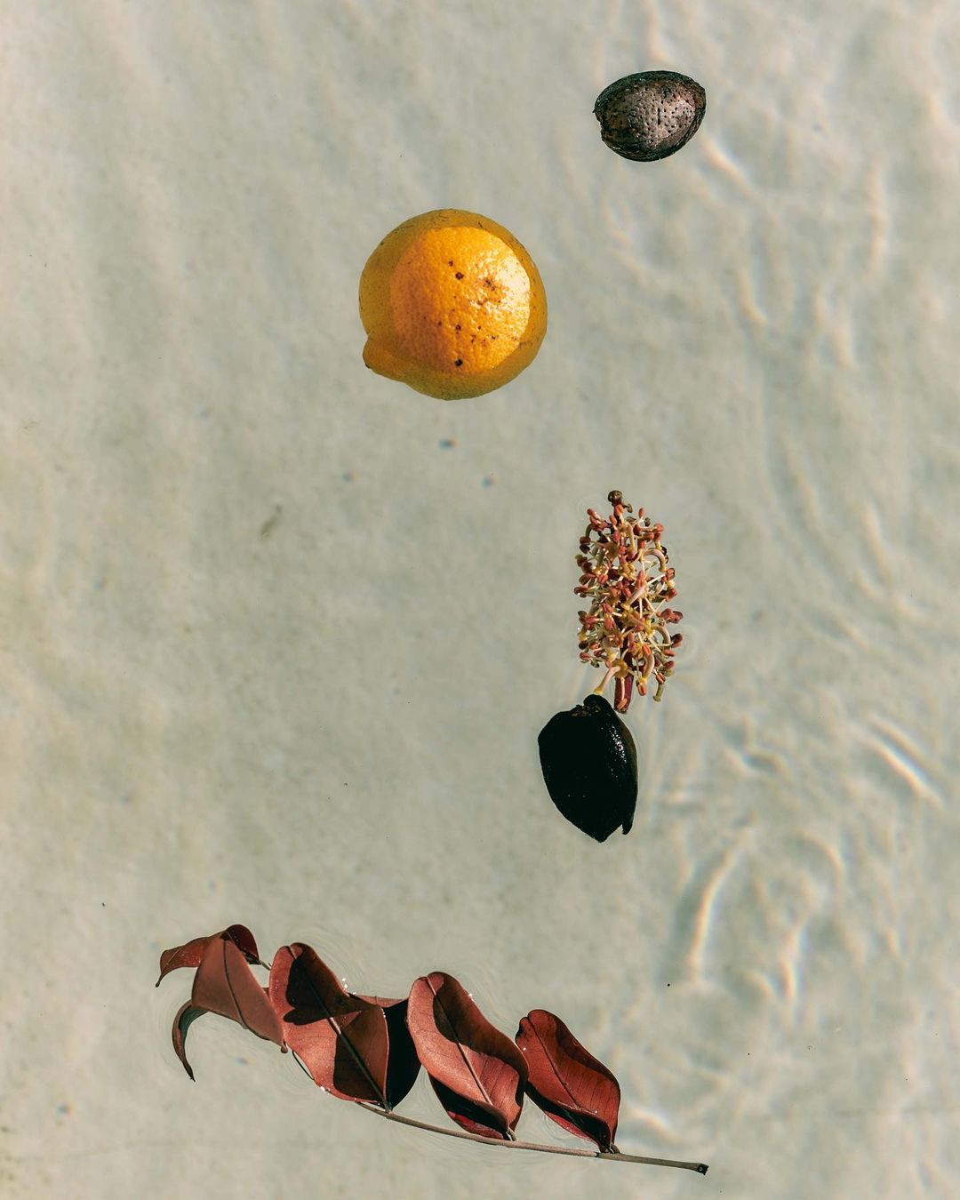 Overhead shot of an orange, a seed, a flower bud, and a branch with red leaves on a light, water-like surface with subtle ripples.