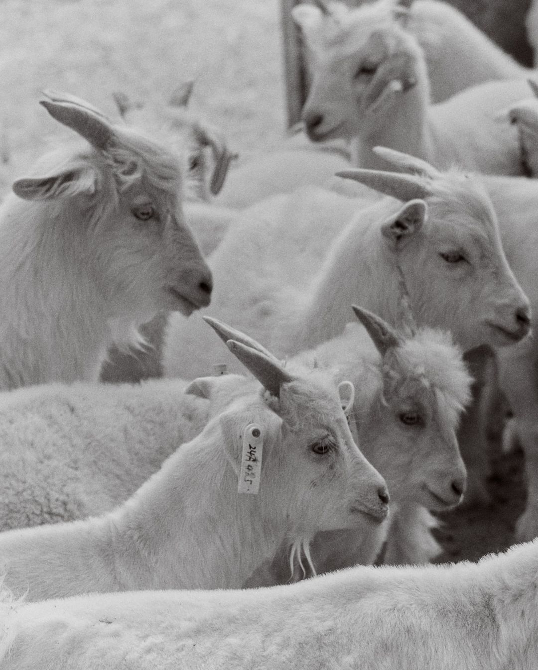 Monochrome image showcasing a dense gathering of goats with horns, creating a visually rich and texturally detailed animal scene.