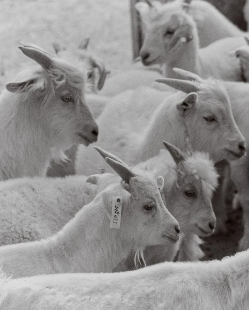 Monochrome image showcasing a dense gathering of goats with horns, creating a visually rich and texturally detailed animal scene.