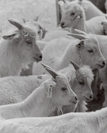 Monochrome image showcasing a dense gathering of goats with horns, creating a visually rich and texturally detailed animal scene.
