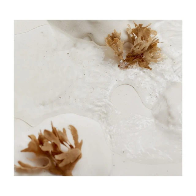 Abstract arrangement of beige coral-like plant structures on a textured white surface, creating a minimalist nature-inspired art piece.