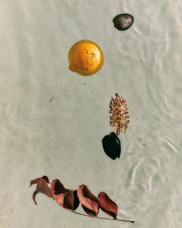 Floating natural objects including an orange citrus slice and dark leaves on shallow rippled water shot from above