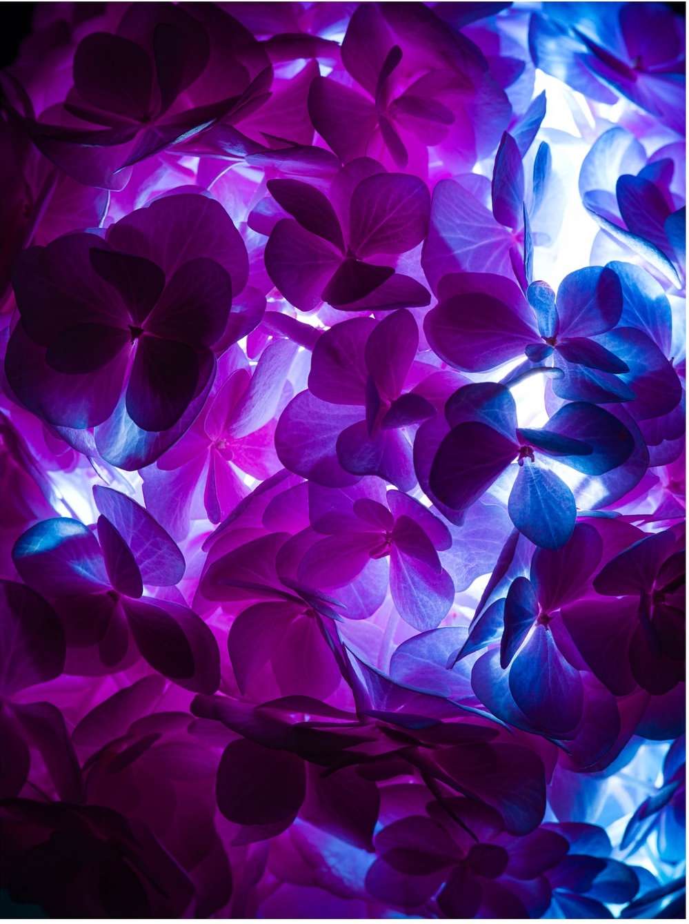 Close-up of a cluster of purple and blue hydrangea flowers with soft, glowing light illuminating them from behind for a vibrant, colorful effect.