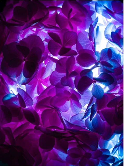 Close-up of a cluster of purple and blue hydrangea flowers with soft, glowing light illuminating them from behind for a vibrant, colorful effect.