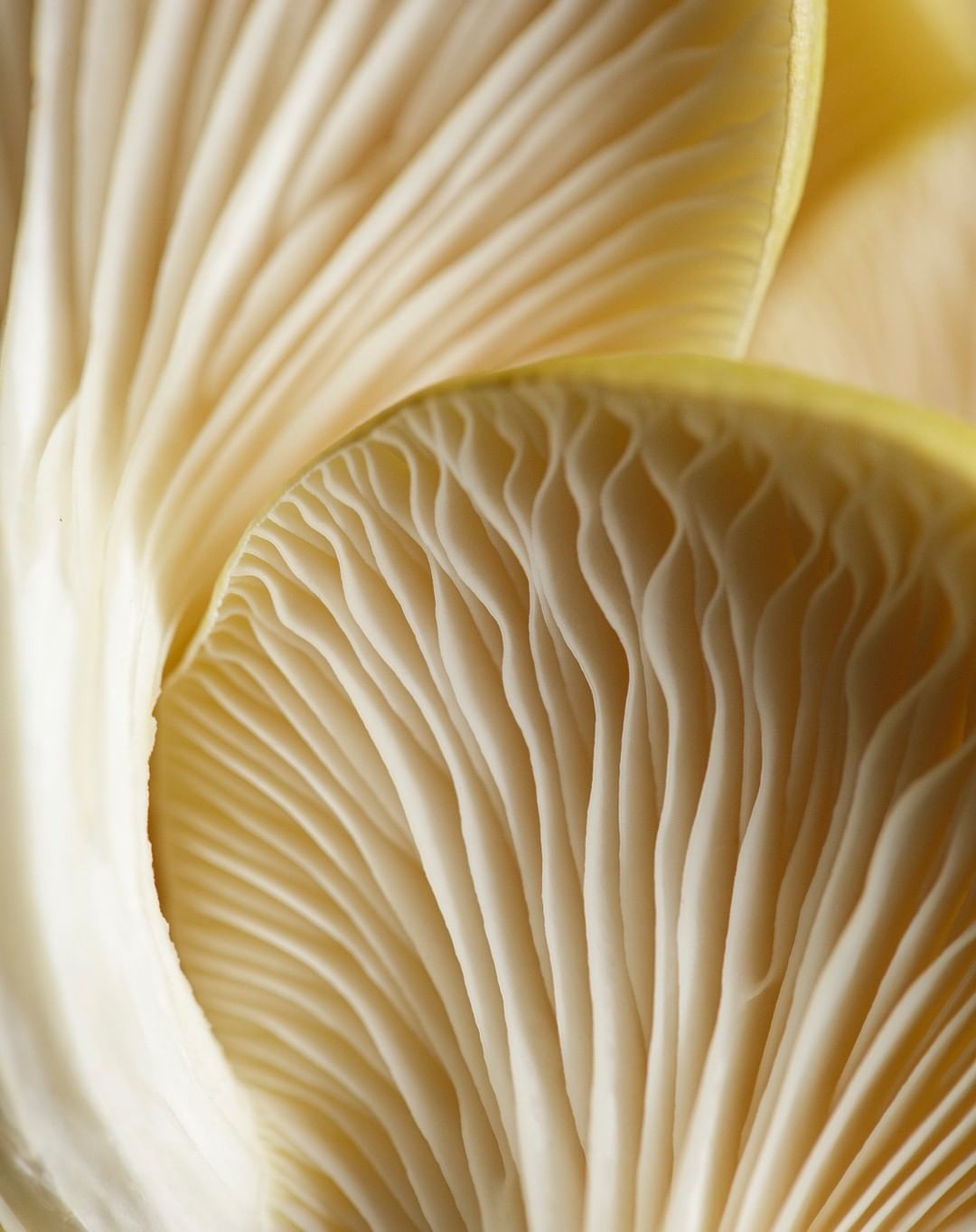 Close-up studio shot of golden oyster mushroom gills showing intricate texture and natural patterns, highlighted by soft, diffused light.