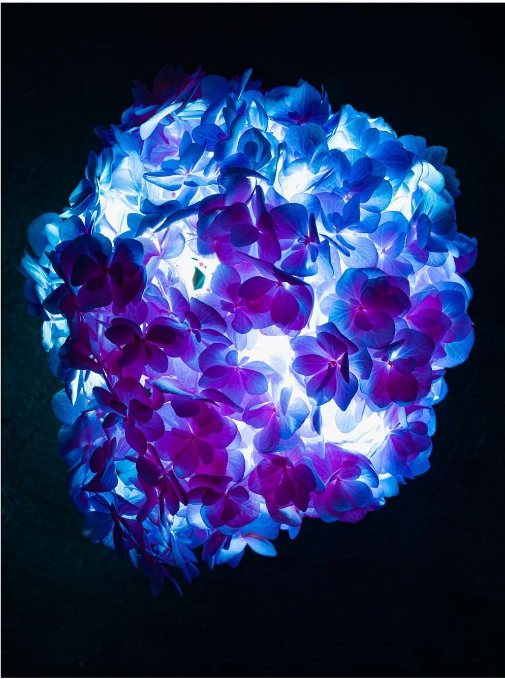 Close-up of illuminated blue and purple hydrangea petals against a dark background, highlighting floral details and vibrant color contrast.