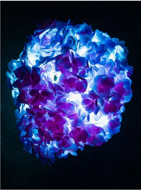 Close-up of illuminated blue and purple hydrangea petals against a dark background, highlighting floral details and vibrant color contrast.
