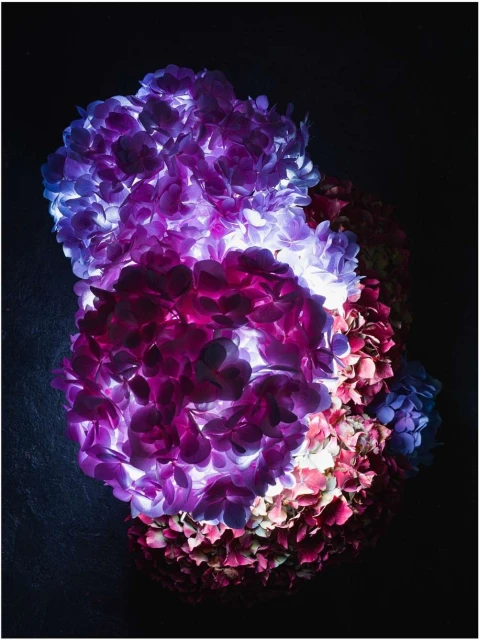 Bouquet of purple and pink hydrangeas illuminated against a black background. Floral arrangement with vibrant color contrast.