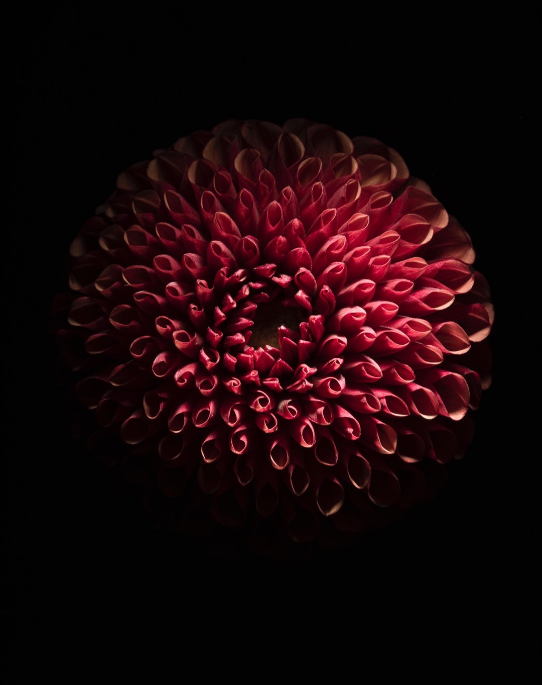 Close-up studio shot of a red dahlia flower with textured petals against a stark black background, creating a dramatic floral portrait.
