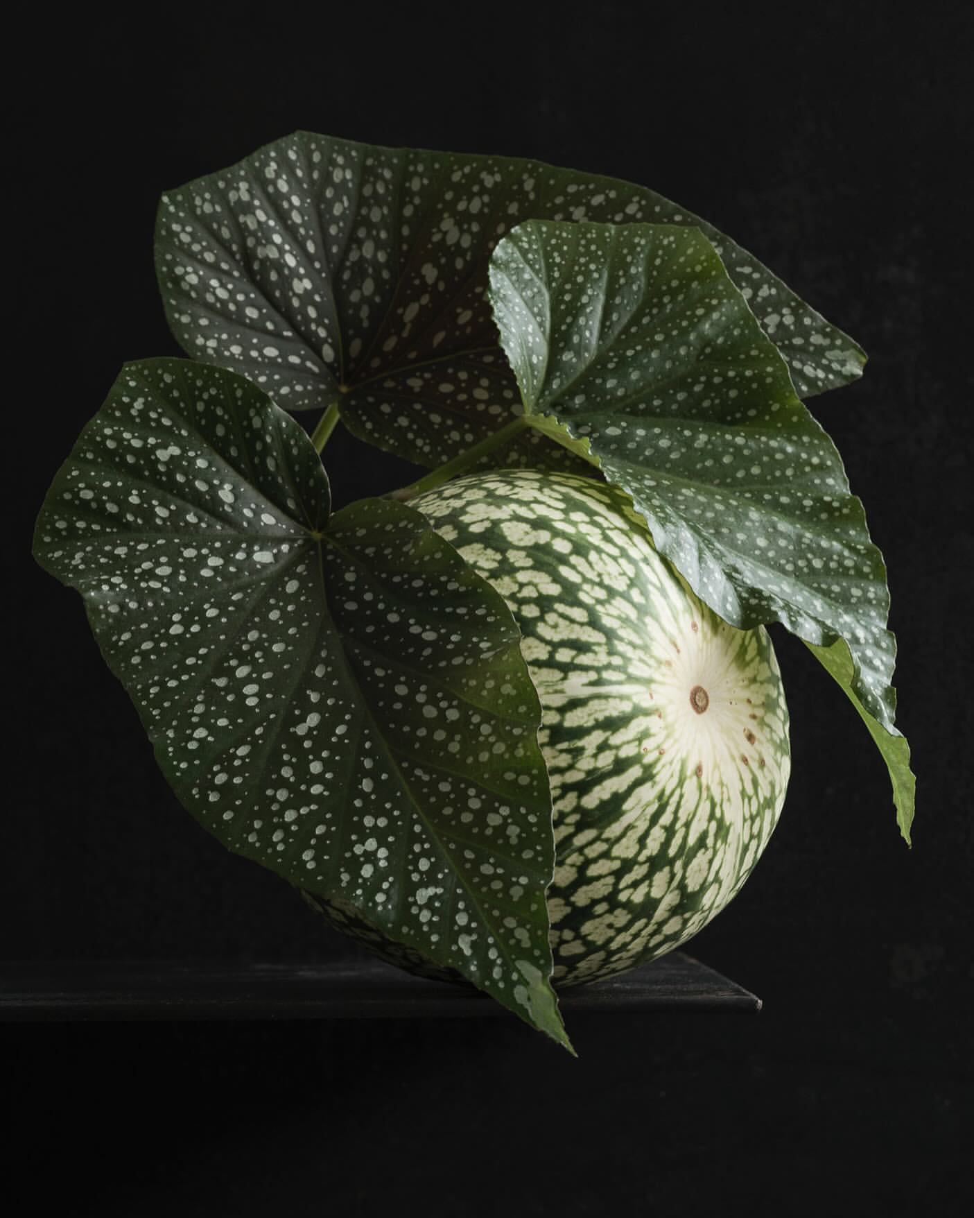Still life of a green and white striped gourd with spotted begonia leaves against a dark background, creating an organic composition.