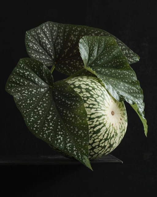 Still life of a green and white striped gourd with spotted begonia leaves against a dark background, creating an organic composition.