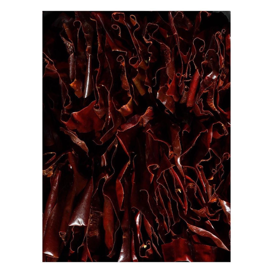Abstract close-up of dried seaweed or kelp with intricate patterns, textures, and dark reddish-brown tones, presented in a studio setting.