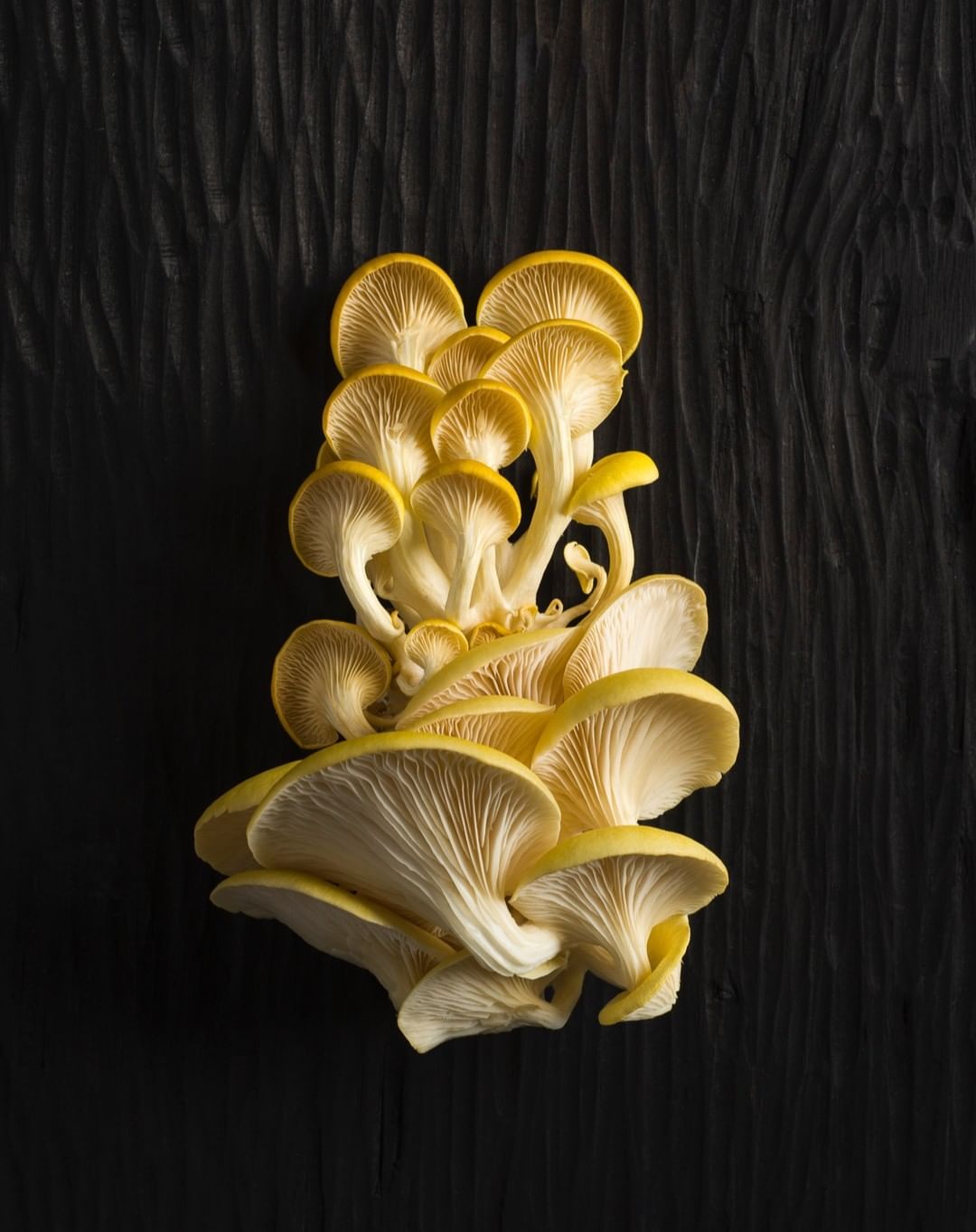 Golden oyster mushrooms clustered on dark wooden background, top-down perspective, highlighting textures and earthy tones in studio lighting.