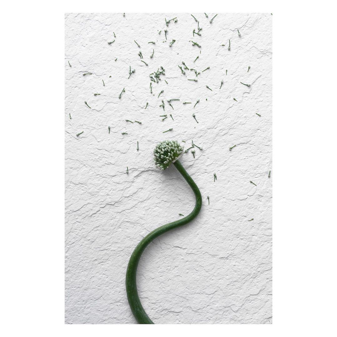 Botanical close-up of a single curved garlic scape with a cluster of unopened flower buds on a textured off-white surface, shot in natural light.