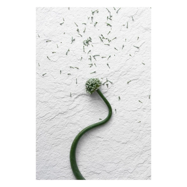 Botanical close-up of a single curved garlic scape with a cluster of unopened flower buds on a textured off-white surface, shot in natural light.
