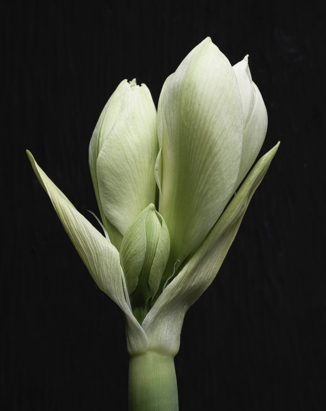 Amaryllis flower macro photo on black. Three white flower buds surrounded by green leaves, stand out against a black background.