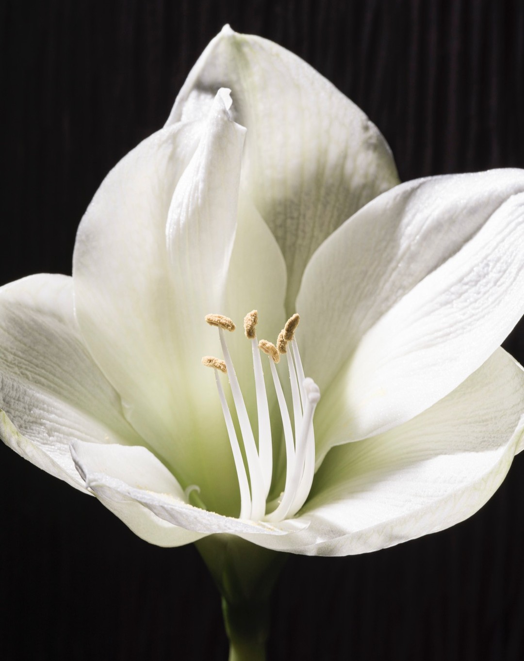 Close-up of a white Amaryllis flower with visible stamens against a black background, highlighting botanical details and textures.