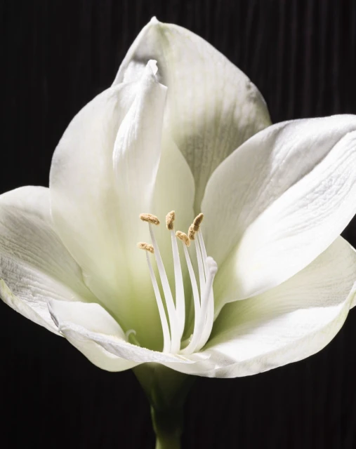 Close-up of a white Amaryllis flower with visible stamens against a black background, highlighting botanical details and textures.