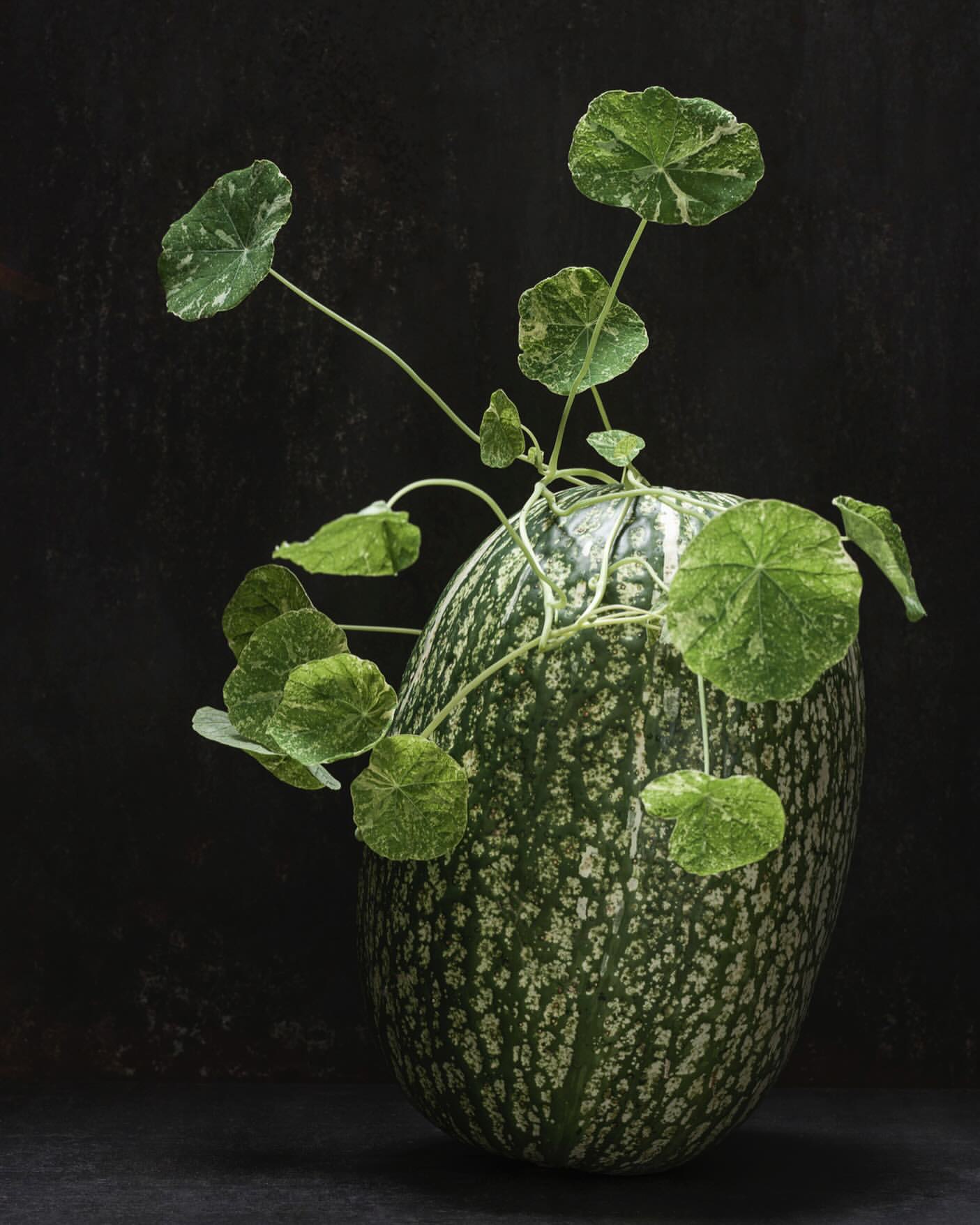 Still life photograph of a green and white patterned squash with leafy green vines against a dark textured background, moody lighting.