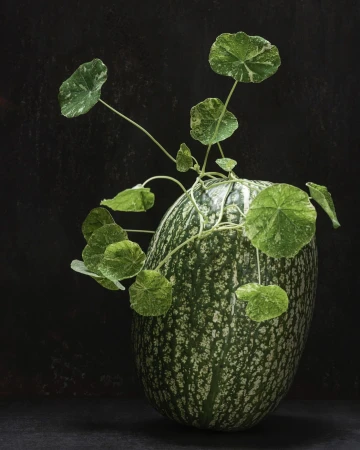 Still life photograph of a green and white patterned squash with leafy green vines against a dark textured background, moody lighting.