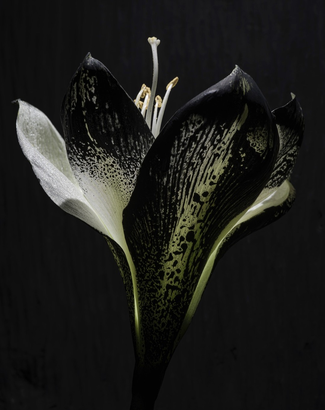 Dramatic studio shot of a monochrome amaryllis flower, its petals showcasing a mix of black and white tones, set against a dark background.