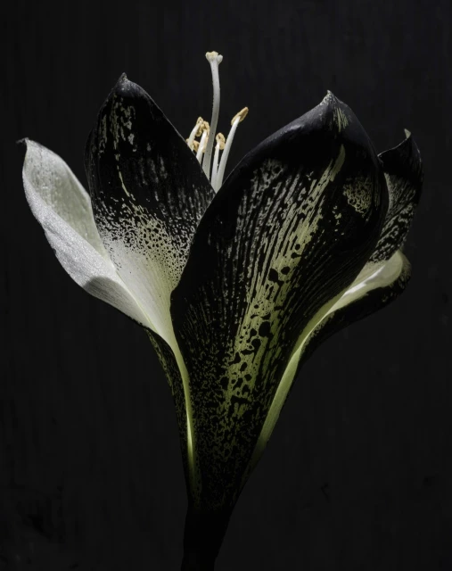 Dramatic studio shot of a monochrome amaryllis flower, its petals showcasing a mix of black and white tones, set against a dark background.