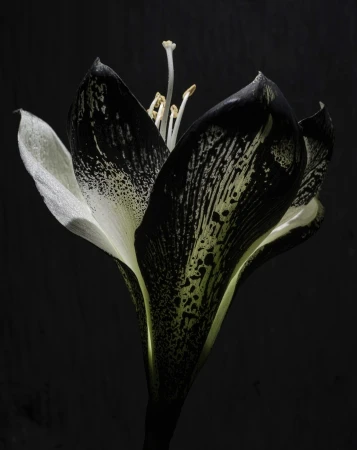 Dramatic studio shot of a monochrome amaryllis flower, its petals showcasing a mix of black and white tones, set against a dark background.