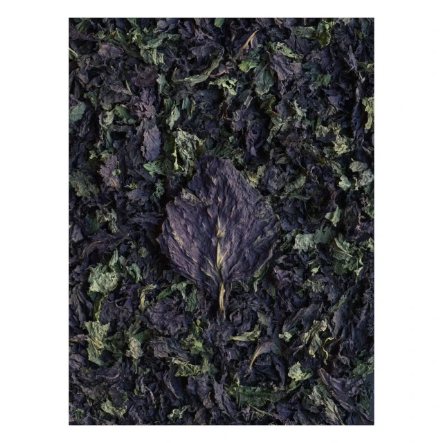Overhead shot showcasing dried purple basil leaves, some green, arranged in a textured, visually appealing presentation.