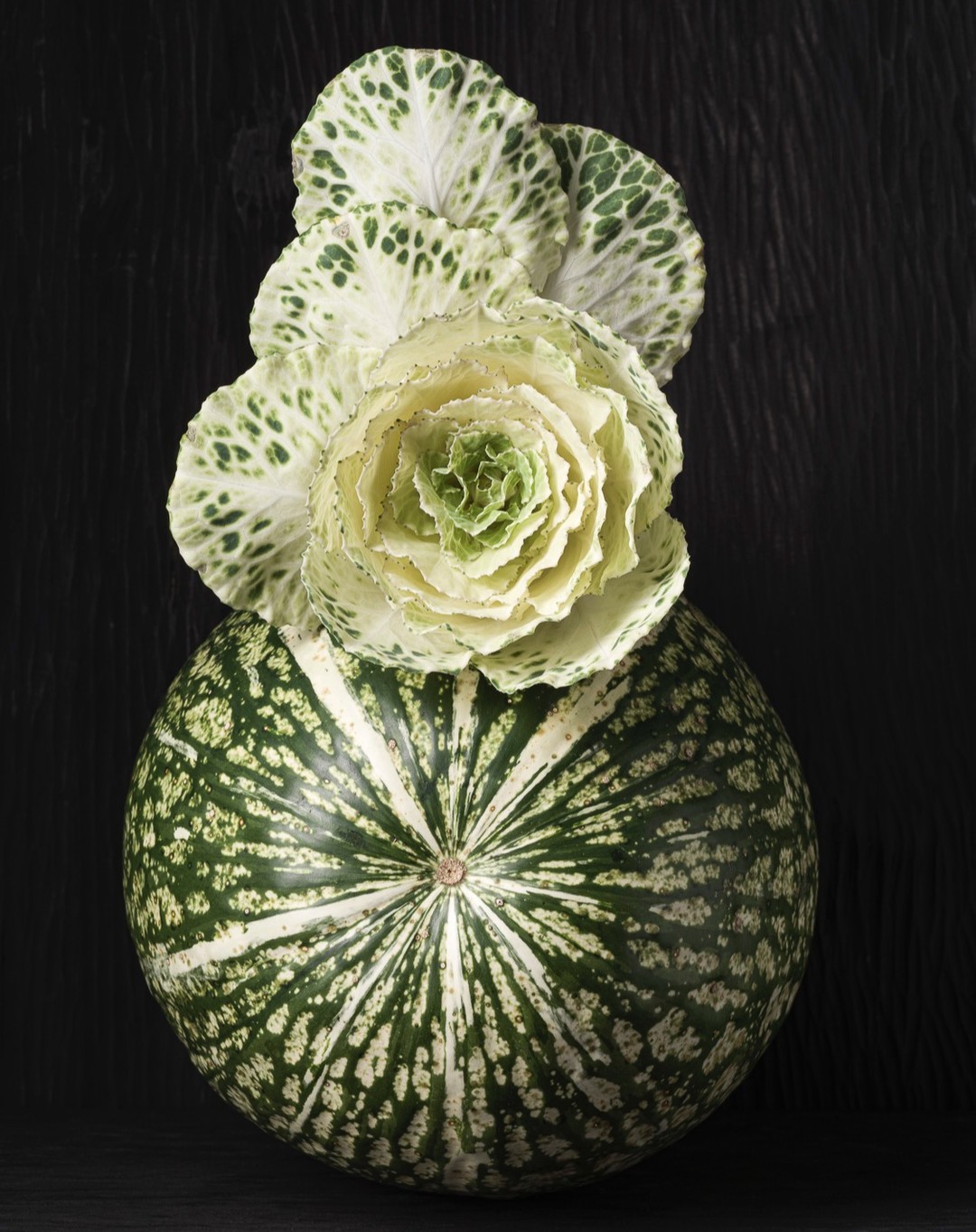 Still life of green and white striped gourd topped with ornamental cabbage against a dark backdrop, artistic botanical composition.