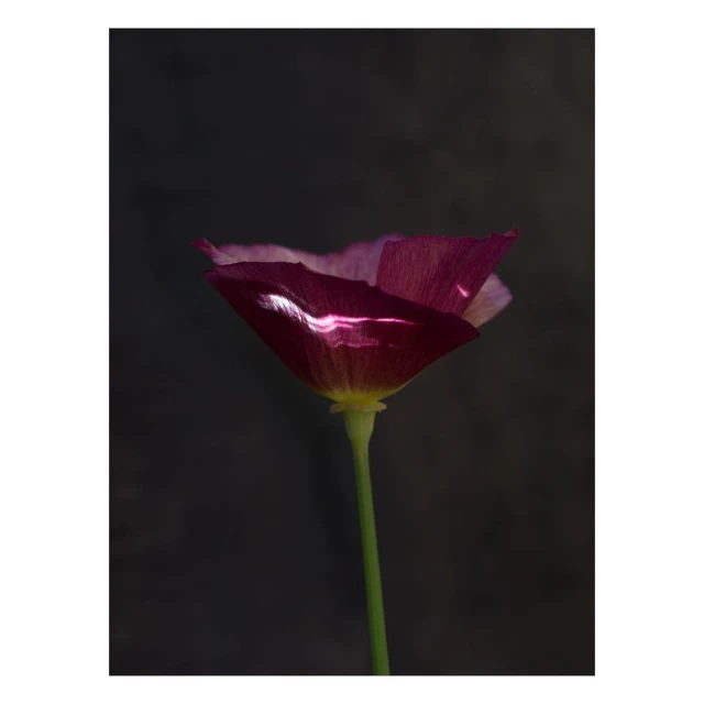 Macro photograph of a purple and yellow California poppy flower with a green stem against a dark, blurred background in soft lighting.