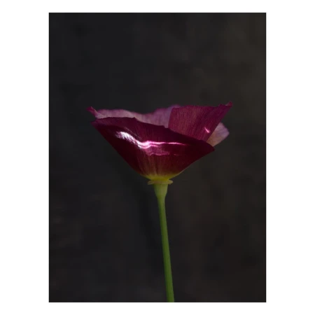 Macro photograph of a purple and yellow California poppy flower with a green stem against a dark, blurred background in soft lighting.