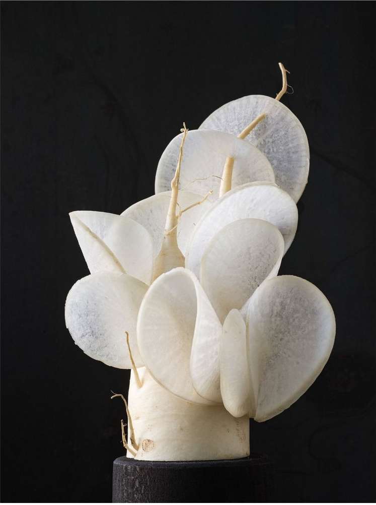 Abstract display of lunaria plant seedpods on a pedestal, presented against a solid black background, creating a striking, modern composition.
