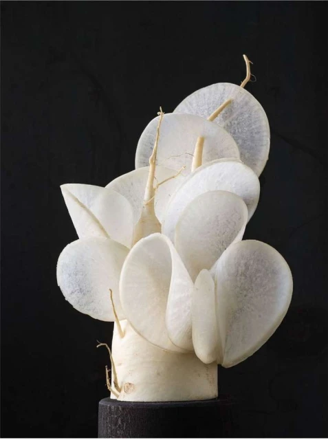 Abstract display of lunaria plant seedpods on a pedestal, presented against a solid black background, creating a striking, modern composition.