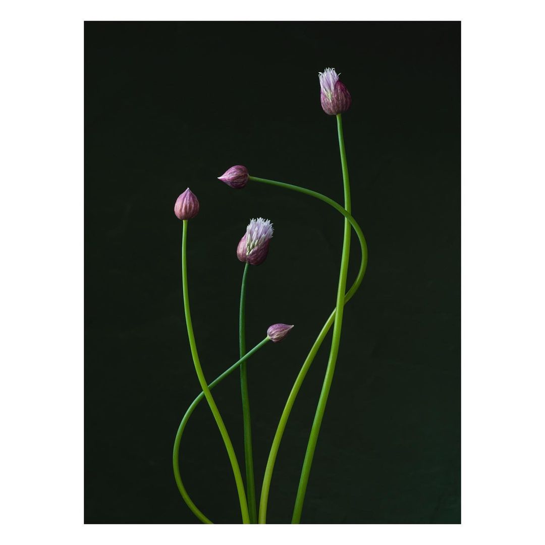 Botanical still life features purple chive blossoms with green stems against a dark green background, evoking a sense of natural beauty.