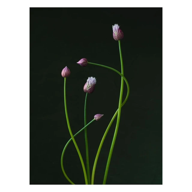 Botanical still life features purple chive blossoms with green stems against a dark green background, evoking a sense of natural beauty.